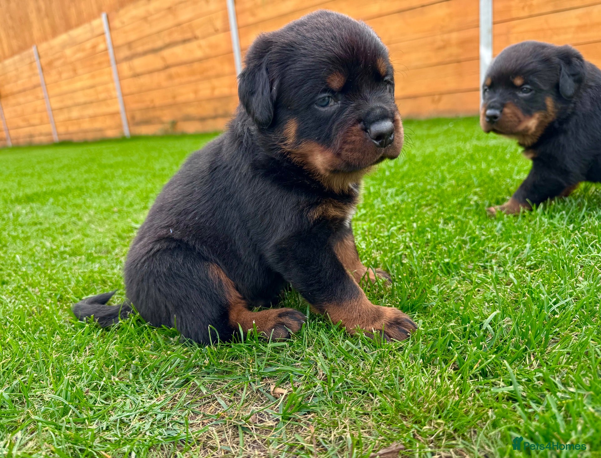 Rottweiler dogs KC Registered German Line Rottweiler Puppies 🐾🐾 - Advert 1