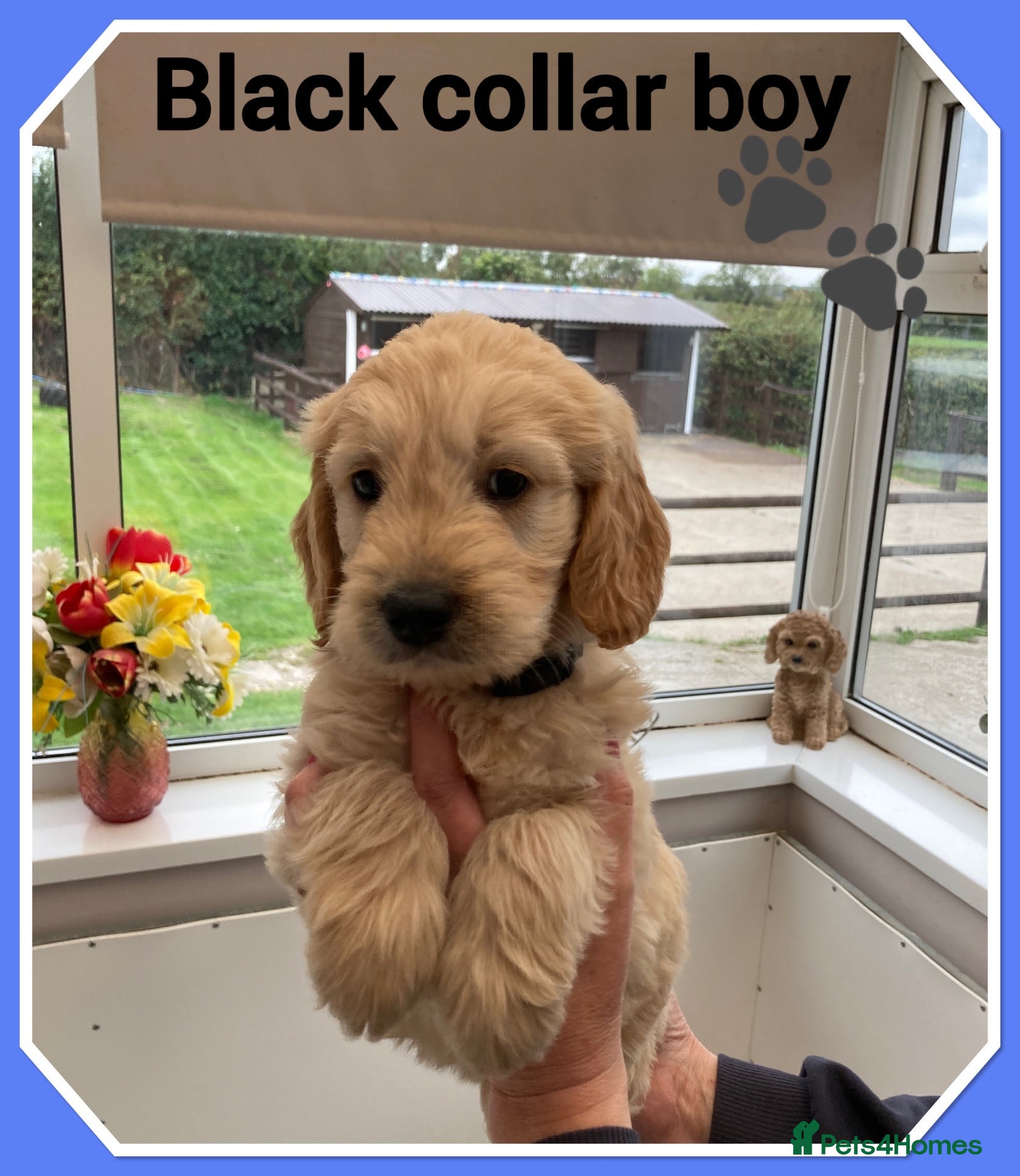 Mini Goldendoodle dogs 🐶 STUNNING F1 MINIATURE GOLDENDOODLES 🐶 - Advert 3