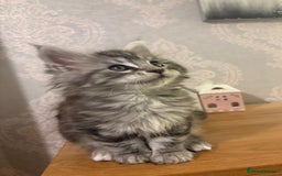Maine Coon cats for sale: Stunning Maine coon kittens - Image 8