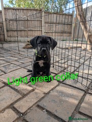 Cane Corso Puppy 2