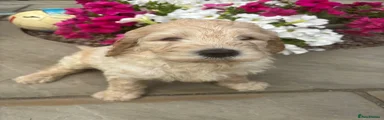 Labradoodle boy