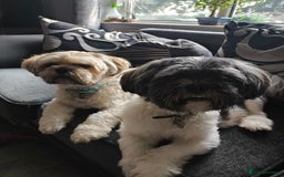 Lhasa Apso dogs for sale: Lhasa apso puppies 4 girls 💗2 boys 🩵 - Image 14
