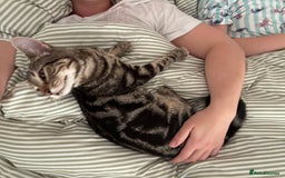 British Shorthair cats for sale: British Shorthair Male — experience needed! - Advert 21