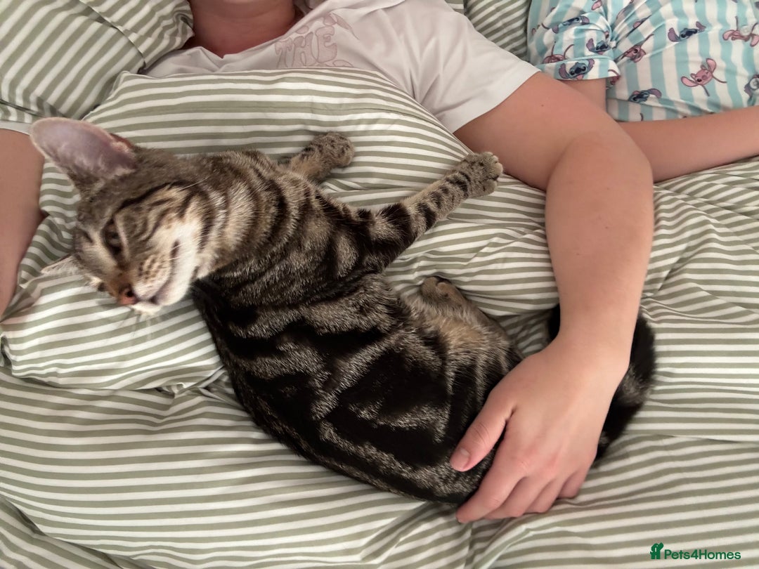 British Shorthair cats for sale: British Shorthair Male — experience needed! - Advert 21