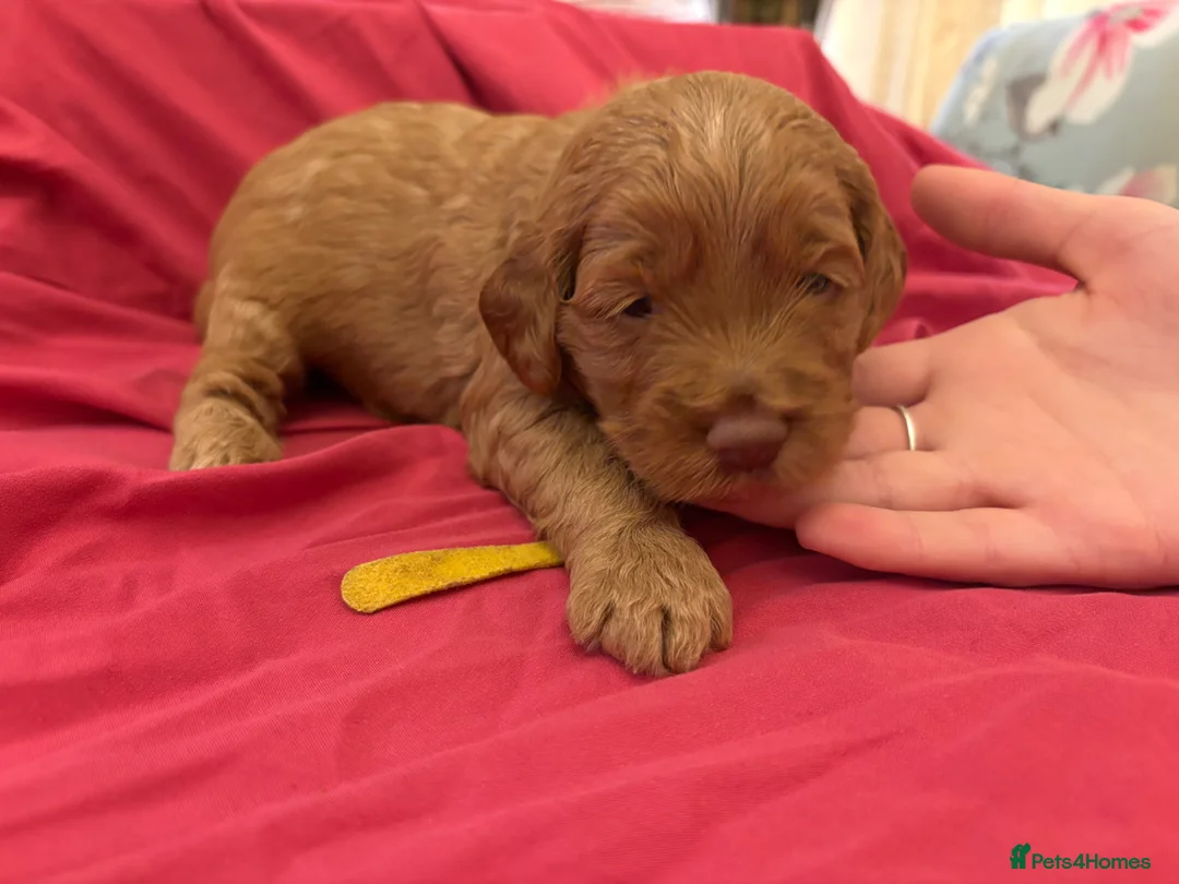 Cockapoo dogs for sale: Stunning cockapoo puppies to be reserved  - Advert 1