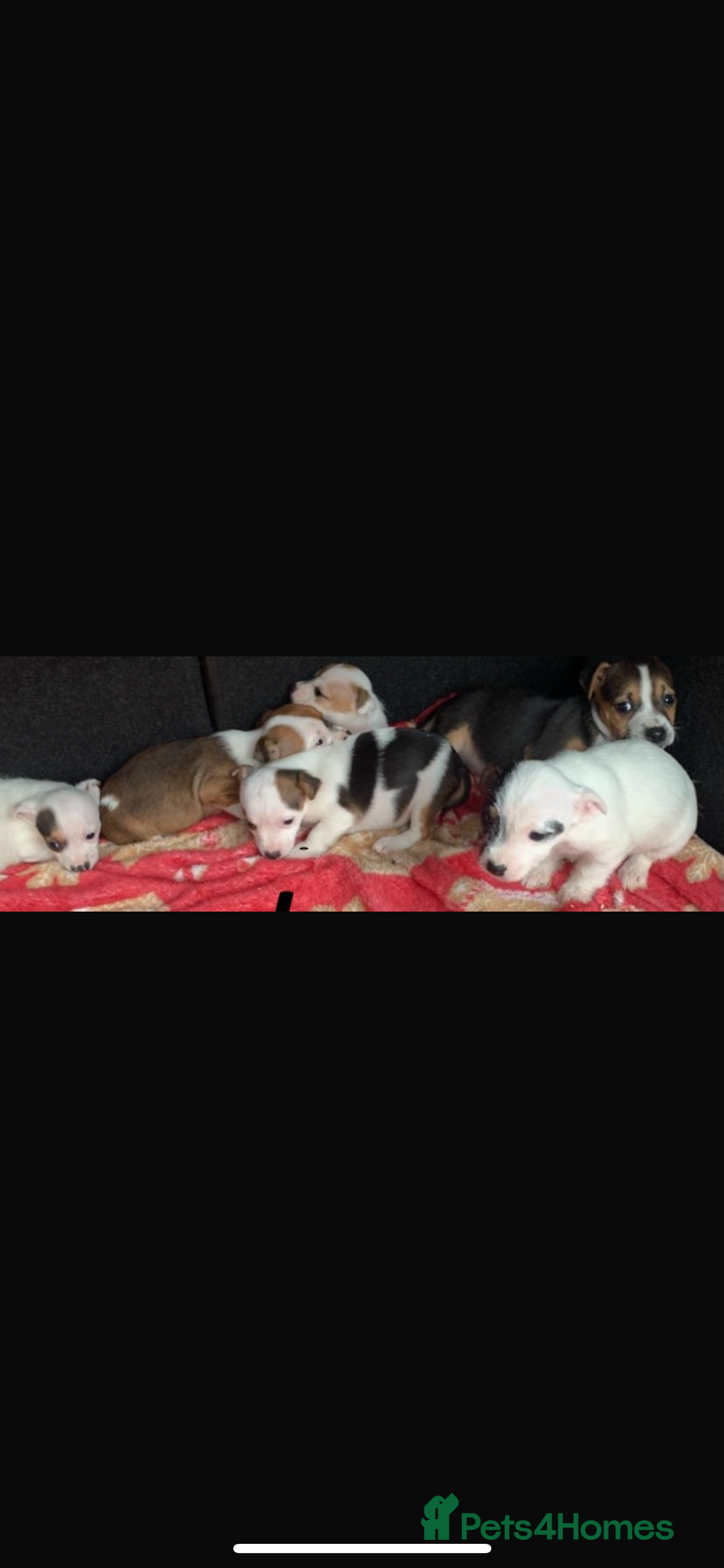 Jack Russell dogs for sale: Jack Russel  - Advert 3