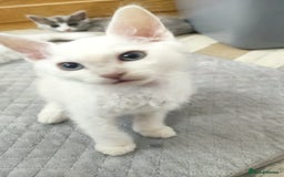 LaPerm cats for sale: Last one **Beautiful LaPerm curly fur boy kitten - Image 2