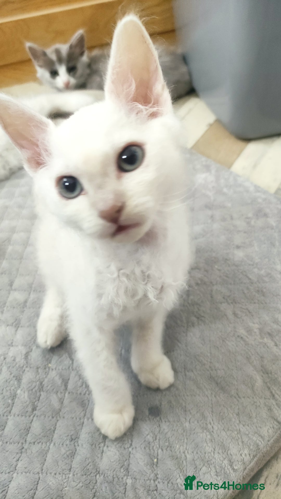 LaPerm cats for sale: Last one **Beautiful LaPerm curly fur boy kitten - Image 2