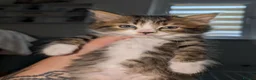 Mixed Breed cats for sale: Maine coon cross kittens  - Advert 10