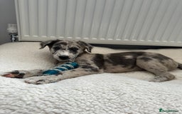 Lurcher dogs for sale: Lurcher Bitch 11 weeks old  - Image 4