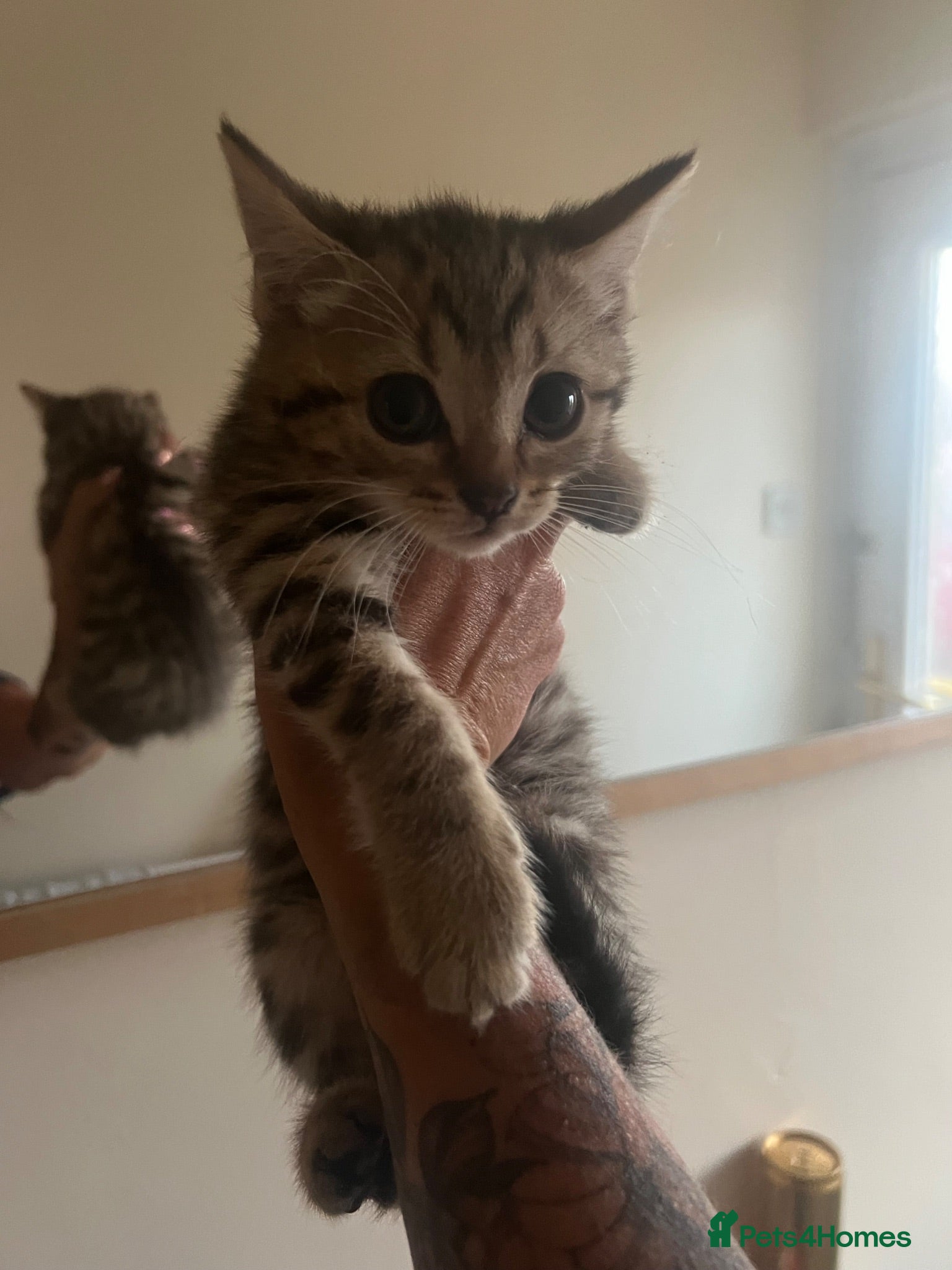 British Shorthair cats British shorthair cross kittens - Advert 7
