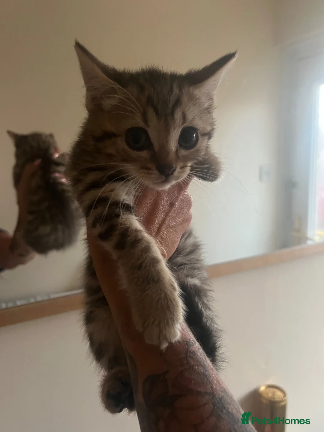 British Shorthair cats for sale: British shorthair cross kittens in Market Rasen - Advert 1