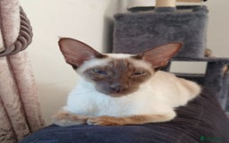 Siamese cats for sale: Pedigree Registered Siamese - 1 Girl remaining ♡ - Image 8