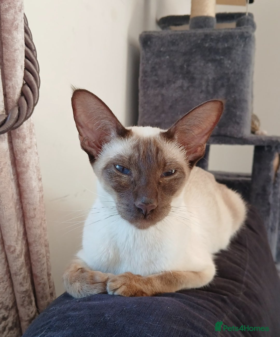 Siamese cats for sale: Pedigree Registered Siamese - 1 Girl remaining ♡ - Image 8
