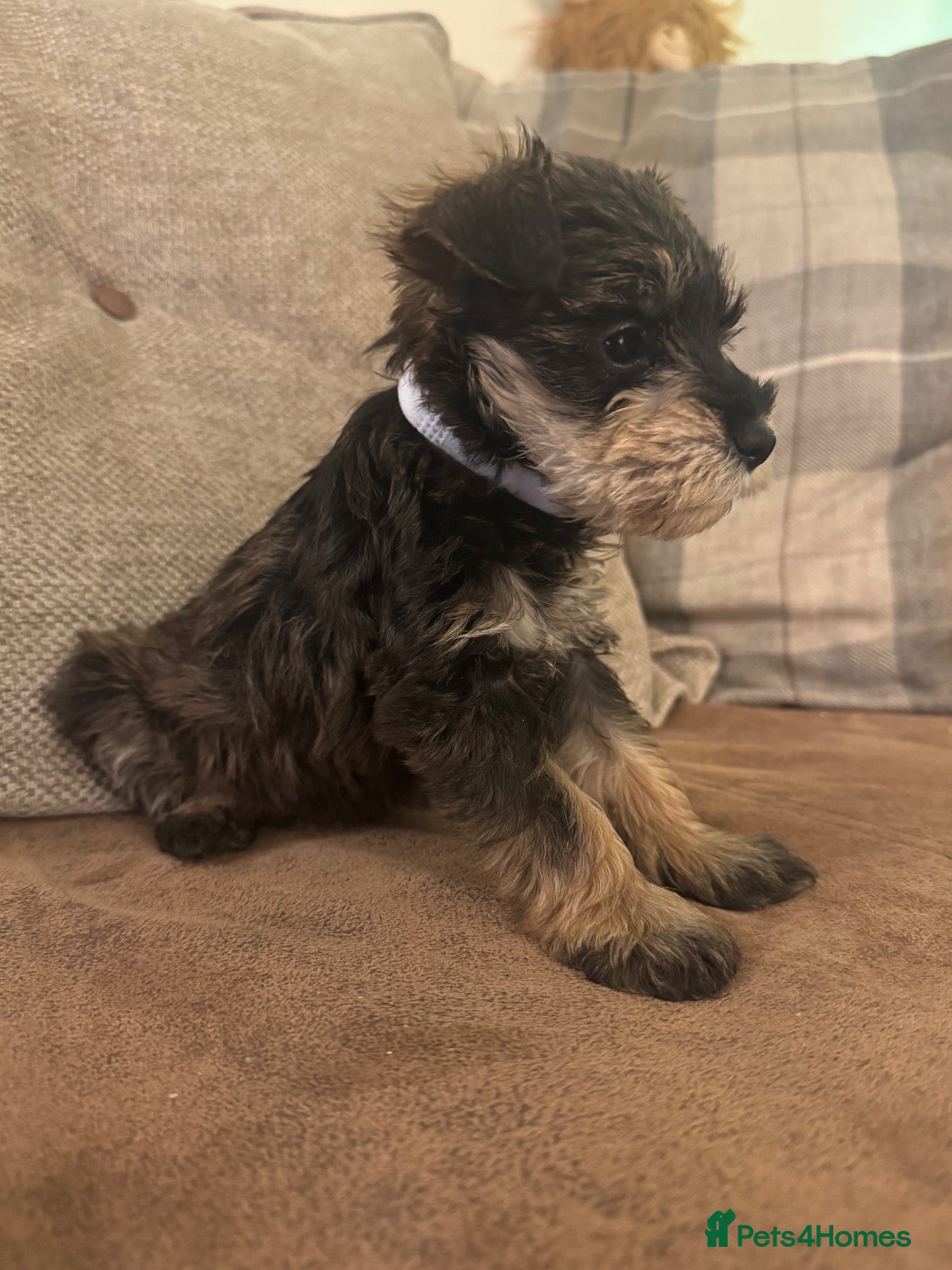 Schnoodle dogs Miniature Schnoodles. Schnoodle Mum, Schnauzer Dad - Advert 2