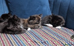 Ragdoll cats for sale: Ragdoll X ready to go! - Image 14