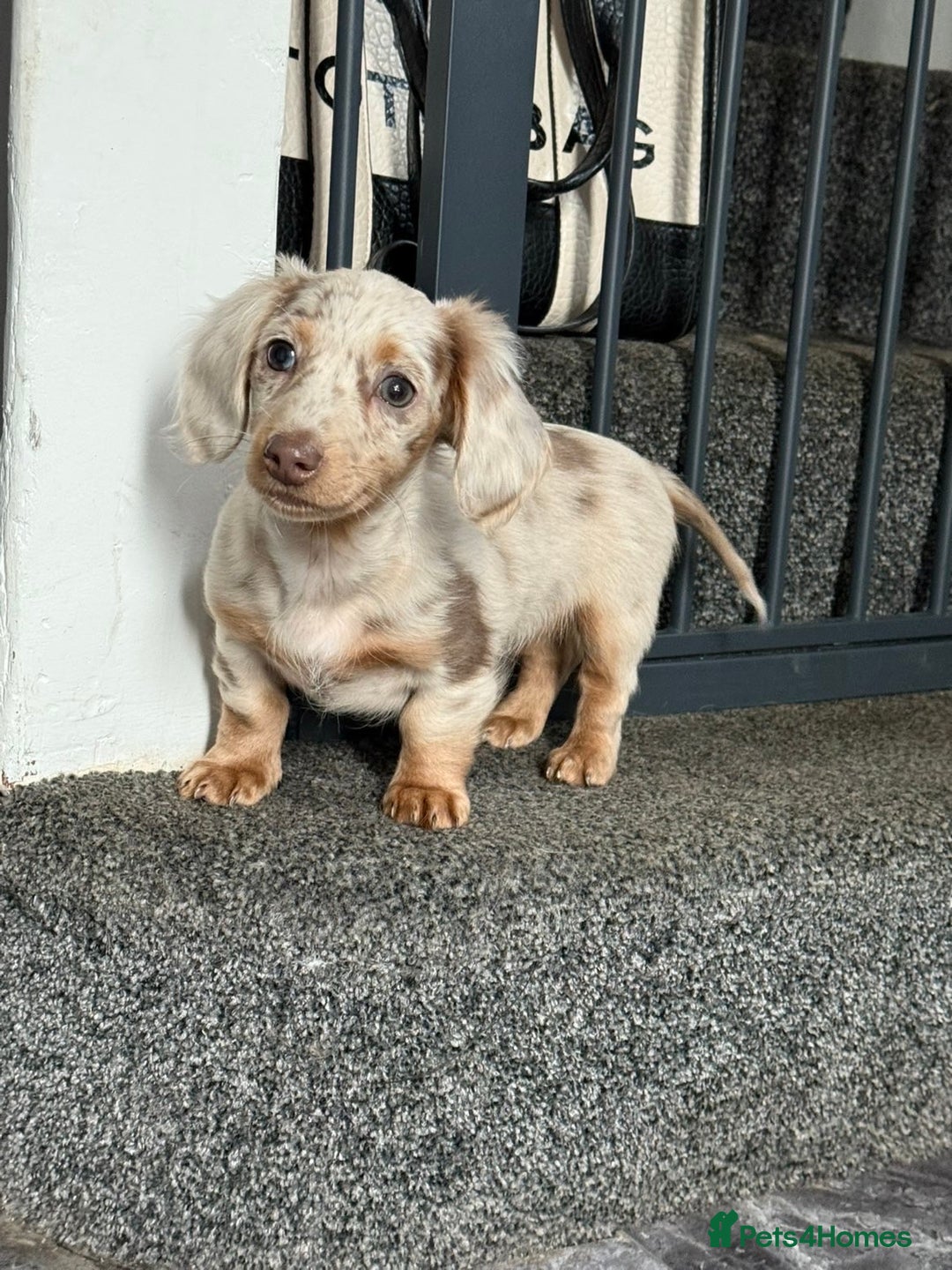 Miniature Dachshund dogs for sale: RE-OPENED AD 2x KC mini long haired 5* ready now  - Advert 2