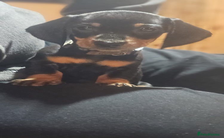 Miniature Dachshund dogs - Advert 2