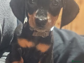 Miniature Dachshund dogs - Advert 4