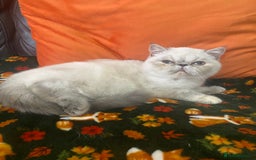 Exotic cats for sale: EXCEPTIONAL GCCF PERSIAN EXOTIC  - Image 19