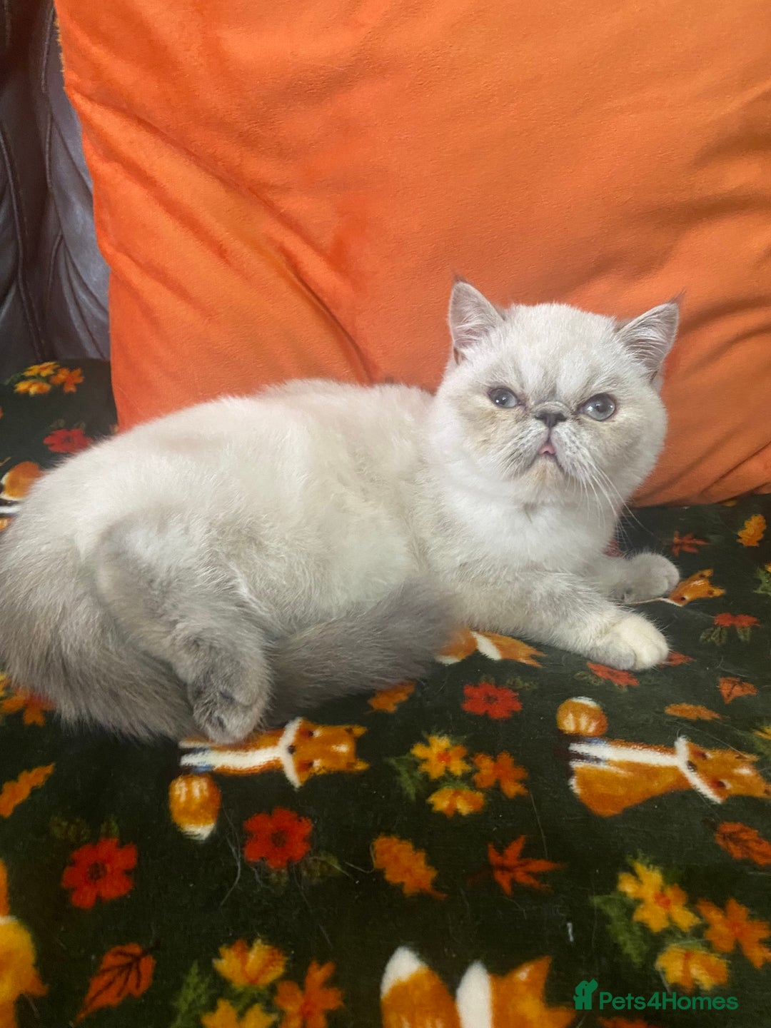 Exotic cats for sale: EXCEPTIONAL GCCF PERSIAN EXOTIC  - Image 19