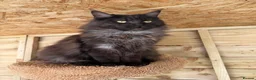 Maine Coon cats for sale: Stunning active reg girl in Westcliff-on-Sea - Advert 2