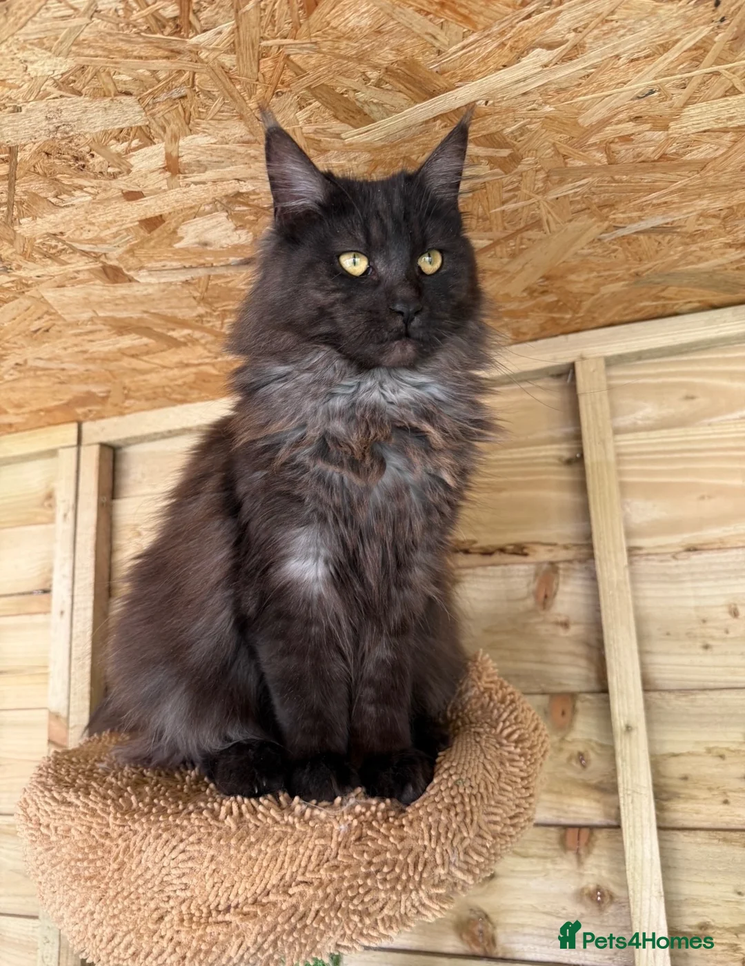 Maine Coon cats for sale: Stunning active reg girl in Westcliff-on-Sea - Advert 2