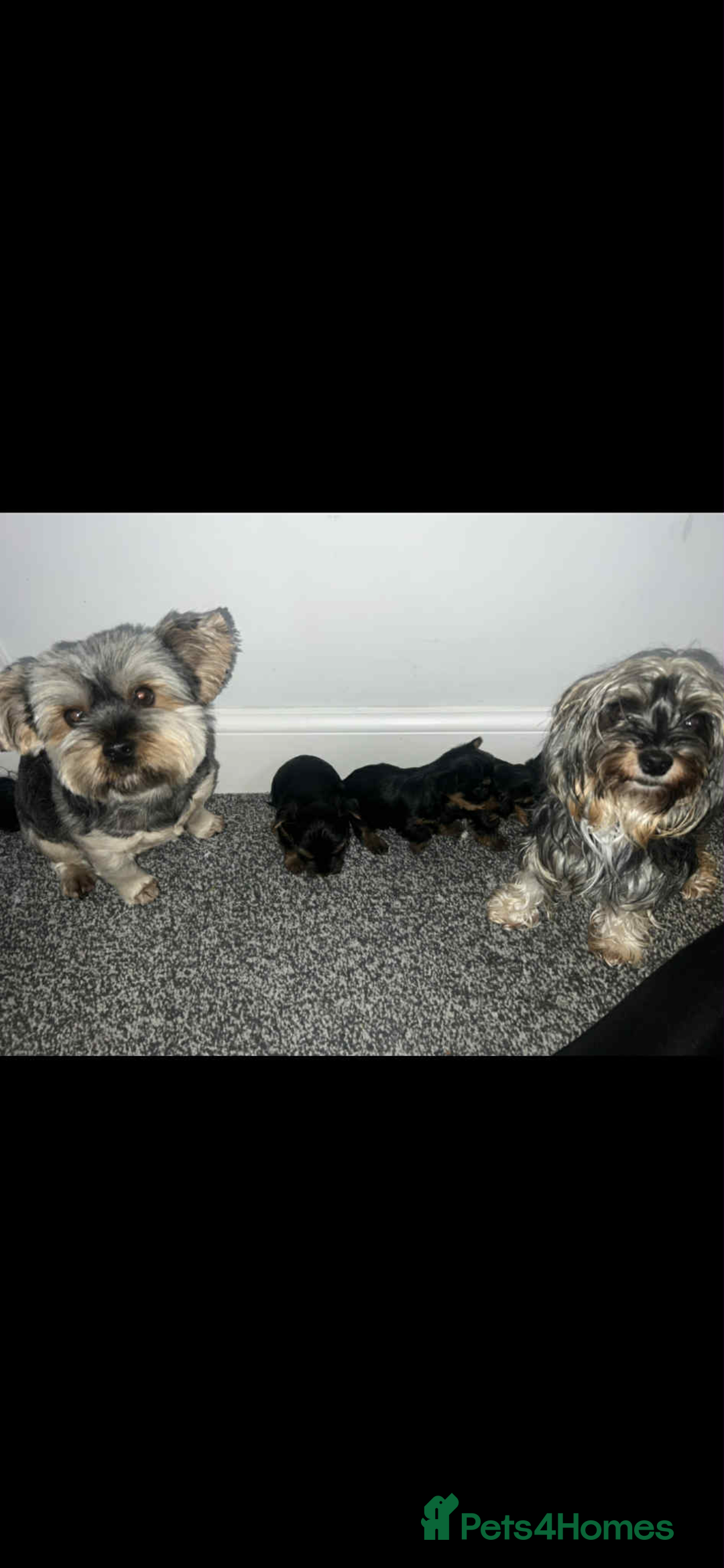 Yorkshire Terrier dogs for sale: Yorkshire terrier puppies for sale  - Image 6
