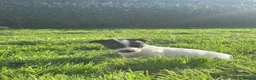 Jack Russell dogs for sale: jack Russel puppies for sale  - Advert 12