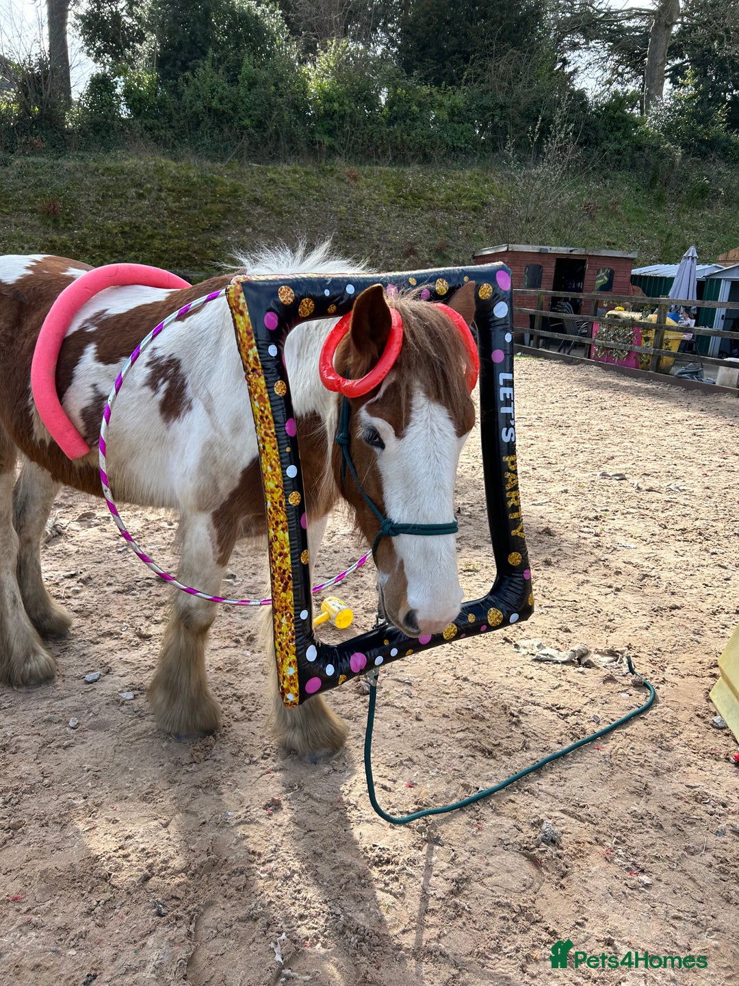 Irish Cob horses for sale: 5 yo skewbald cob 13.3 hh  - Image 20