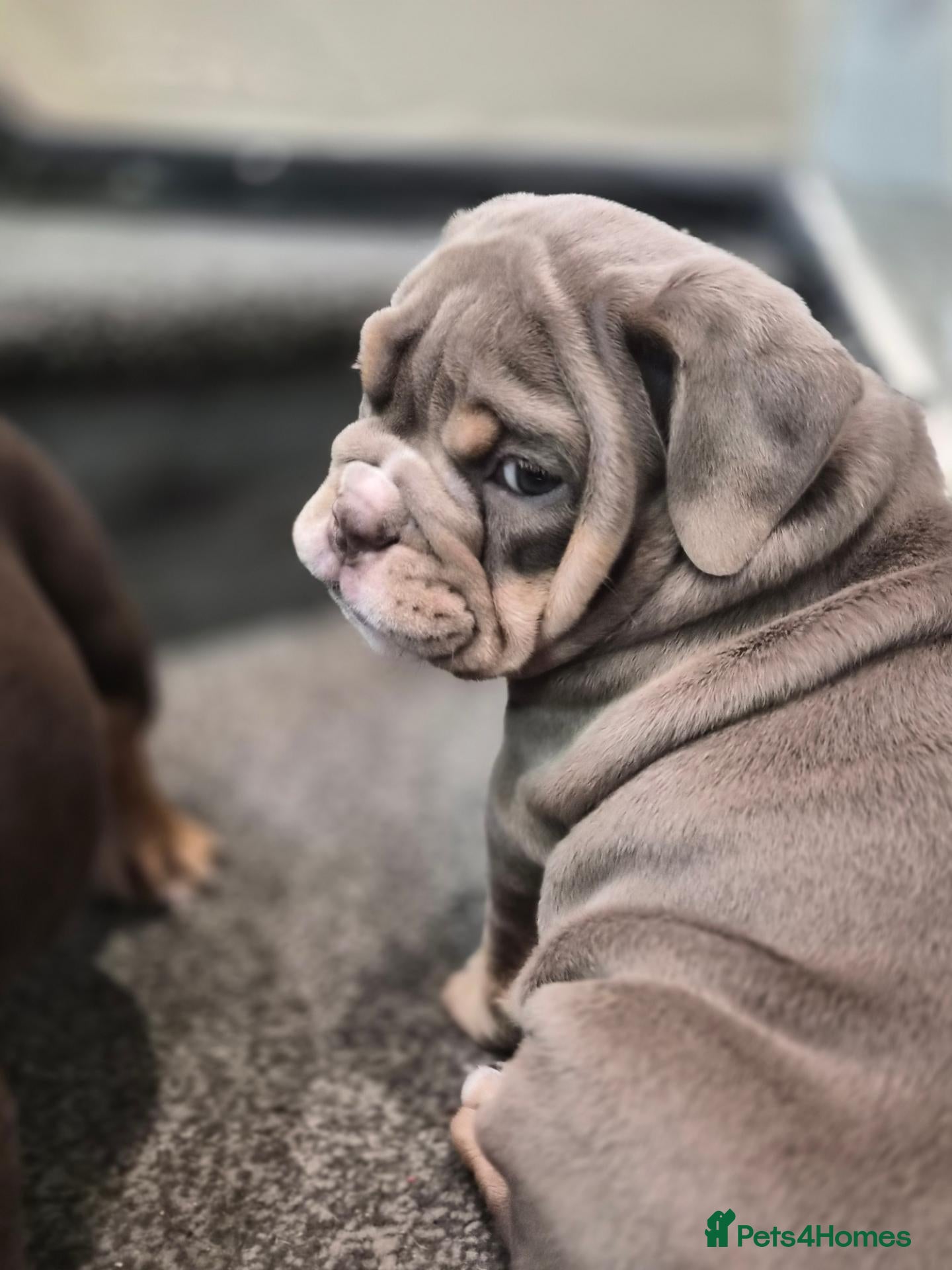 English Bulldog dogs Outstanding Healthy Pups please read full advert - Advert 1