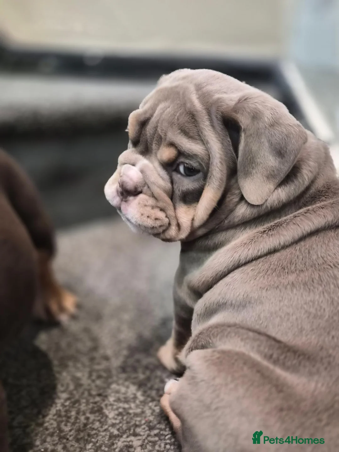 English Bulldog dogs for sale: Outstanding Healthy Pups please read full advert - Advert 1