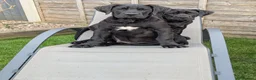 Presa Canario dogs for sale: STUNNING BLACK PRESA CANARIO PUPS  - Advert 16