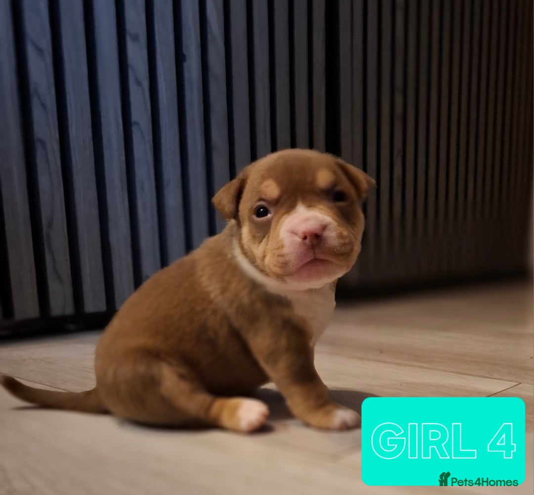 American Bully dogs for sale: AMERICAN BULLY PUPPIES 🐶  - Advert 8
