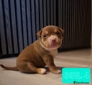 American Bully Puppy 7