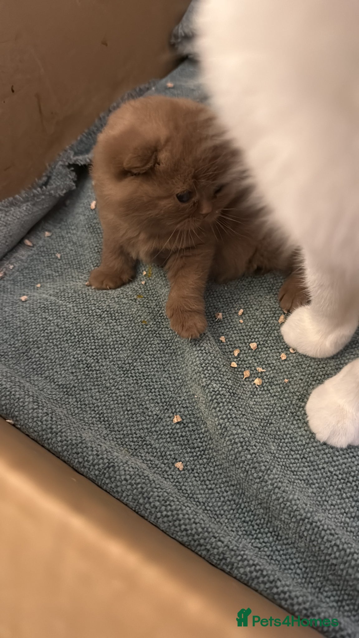 British Shorthair cats Active register unique colours BSH kittens - Advert 12