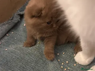 British Shorthair cats Active register unique colours BSH kittens - Advert 12