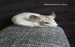 Chinchilla rodents for sale: Chinchillas - 10 weeks old - Advert 7