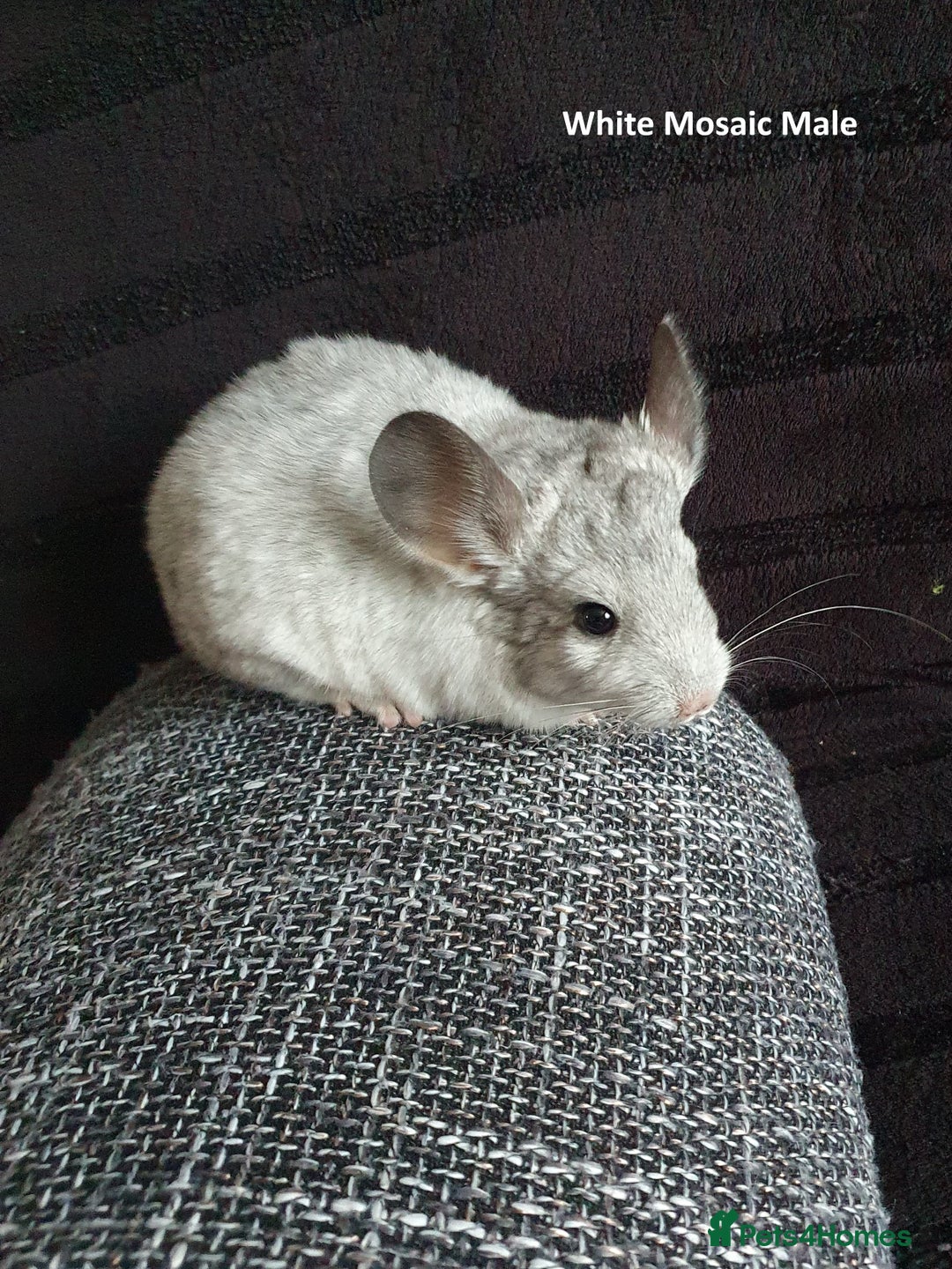 Chinchilla rodents for sale: Chinchillas - 10 weeks old - Advert 7