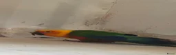 Conures birds for sale: Jenday Conure parrot  - Advert 3