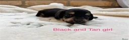 Miniature Dachshund dogs for sale: Beautiful Long haired miniature Dachshund Puppies  - Advert 18