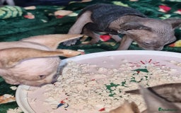 Sphynx cats for sale: Gorgeous Canadian Sphynx kittens - Image 23