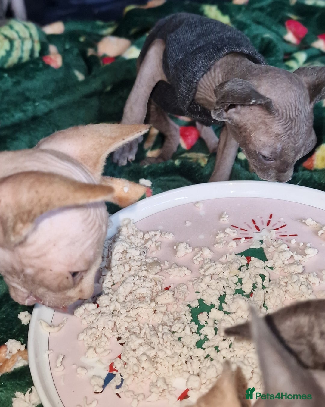 Sphynx cats for sale: Gorgeous Canadian Sphynx kittens - Image 23