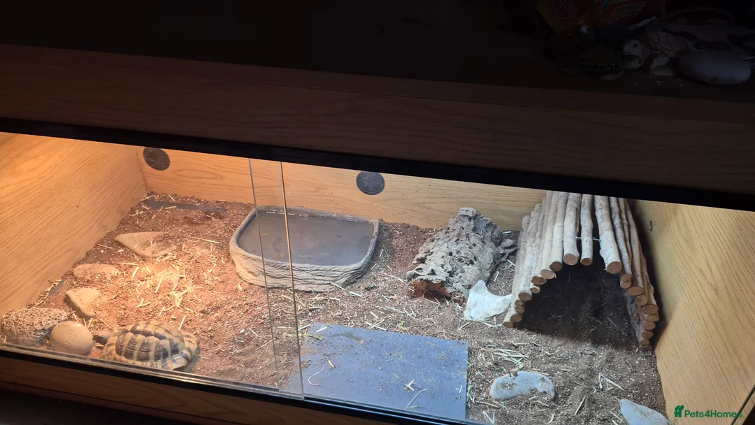 Hermann Tortoise reptiles for sale: Hermann tortoise with vivarium  - Advert 5