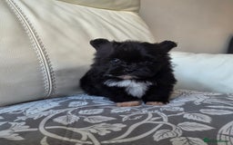 Pomeranian dogs for sale: Russian Teddy Bear Pomeranians  - Advert 3