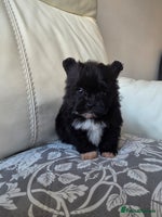 Pomeranian dogs Russian Teddy Bear Pomeranians - Advert 4