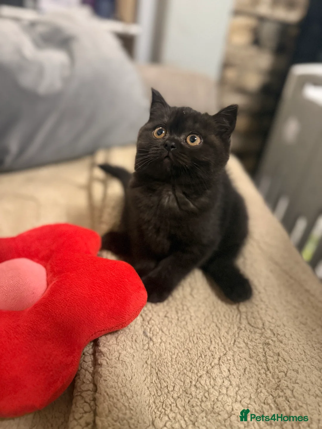 British Shorthair cats for sale: Ready to leave *** black female bsh *** - Advert 15