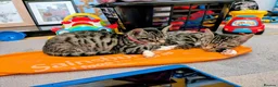 Mixed Breed cats for sale: Bengal cross kittens  - Advert 1