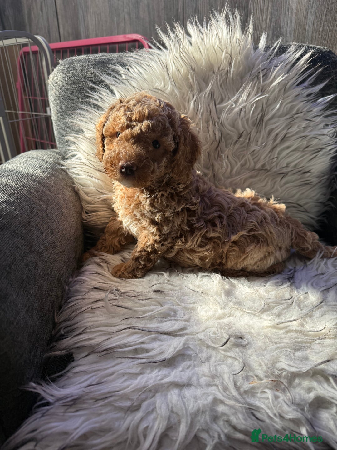 Cockapoo dogs for sale: SMALL COCKAPOO BABYS - Image 16