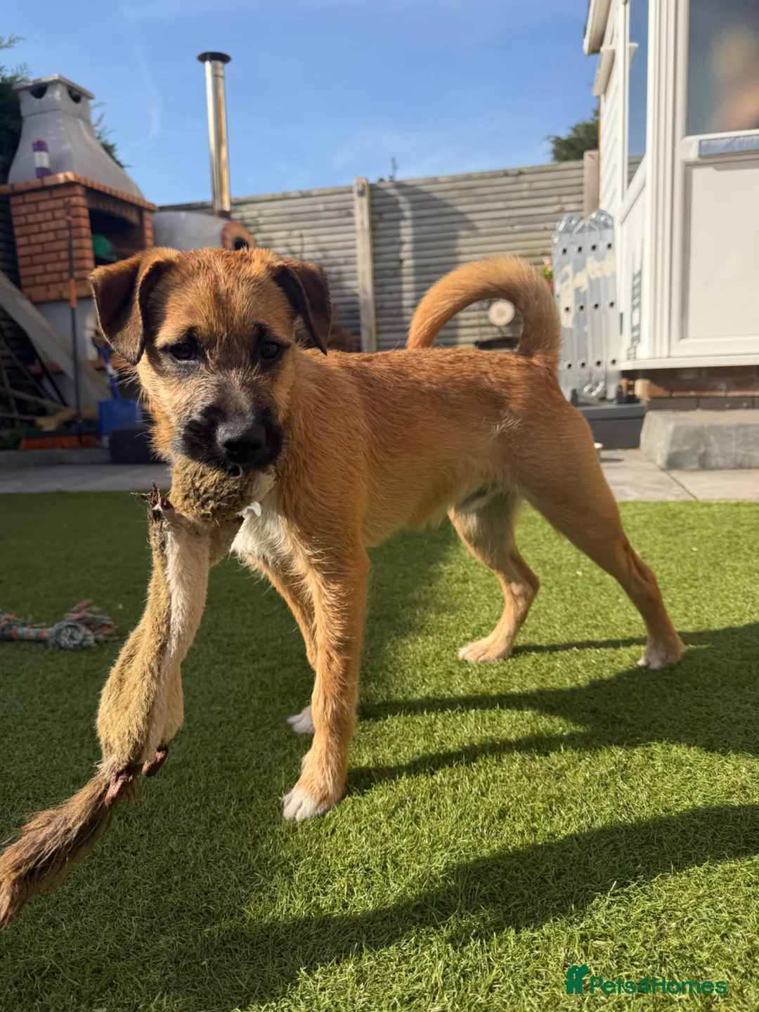 Patterdale Terrier dogs for sale: Patterdale Terrier in Lytham Saint Annes - Advert 2